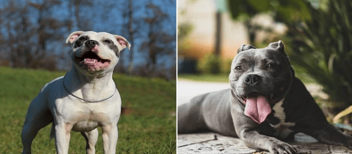 American Staffordshire Terrier vs Pit Bull