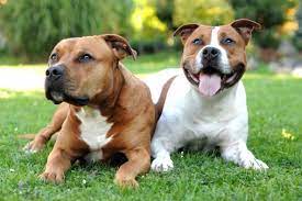American Staffordshire Terrier vs Pit                                                                                                                                                                                                            Bull