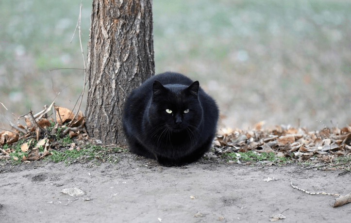 Black Ragdoll Cat