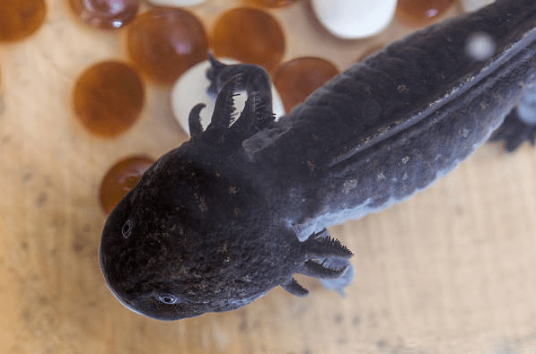 Black Axolotl