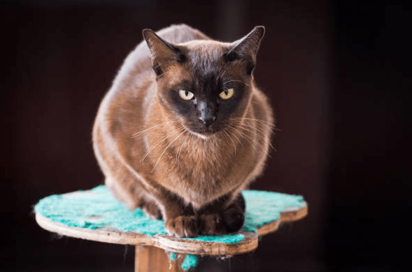 Black Burmese Cat 