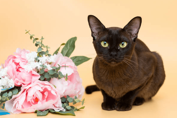Black Burmese Cat 