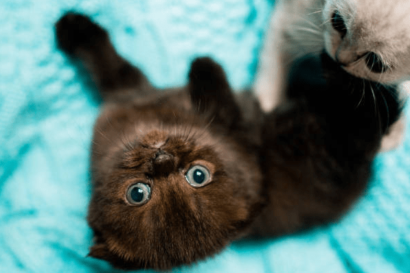 Black Persian Cat Kitten