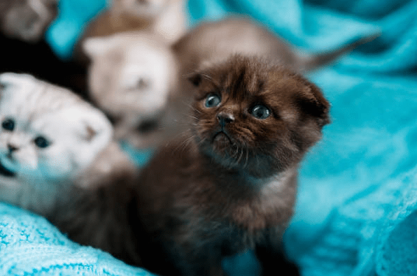 Black Persian Cat Kitten 