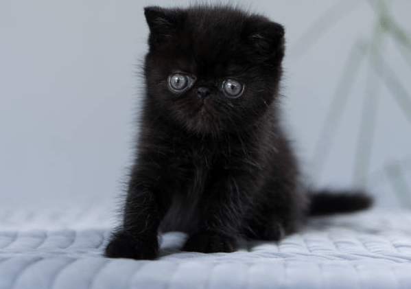 Black Persian Cat Kitten