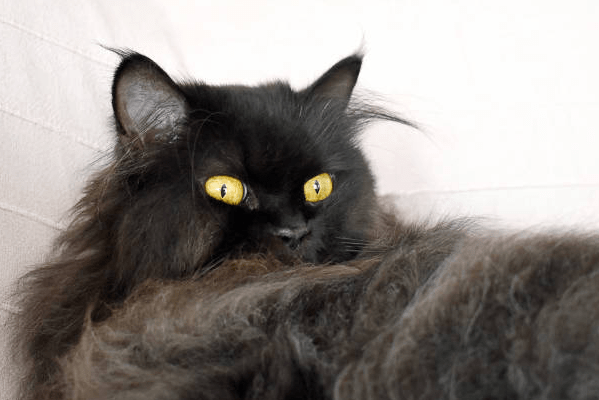 Black Persian Cat