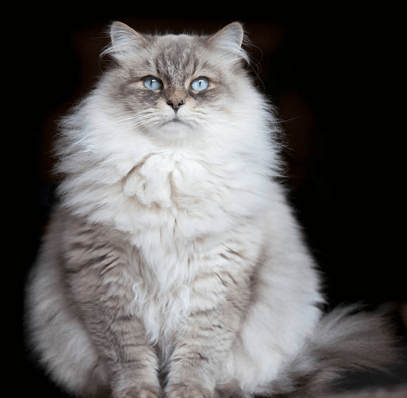 Blue Persian Cat
