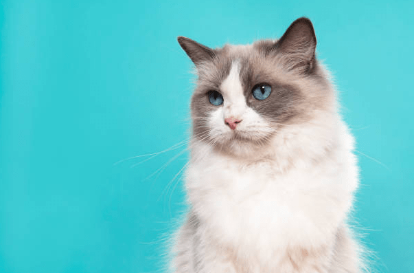 Blue Ragdoll Cat