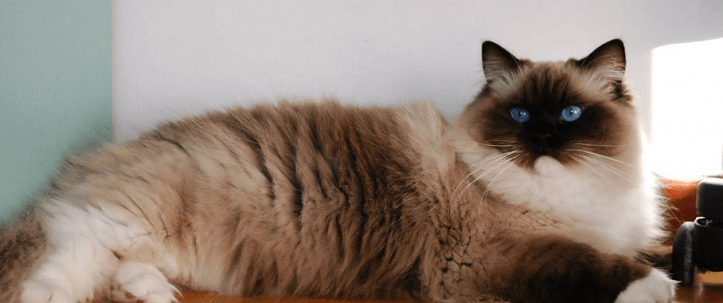 Ragdoll Cat, Breed Guide