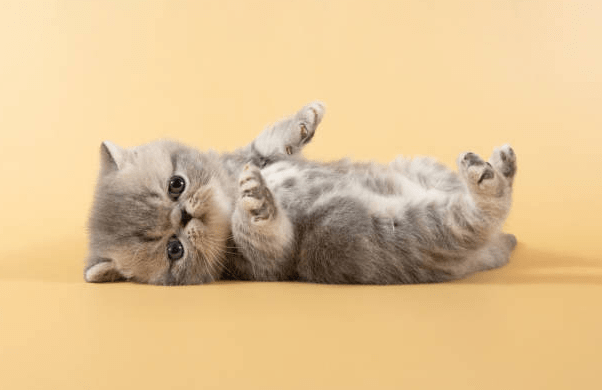 Grey Persian Cat Kitten