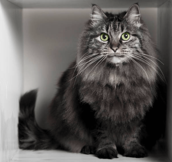 Grey Persian Cat 