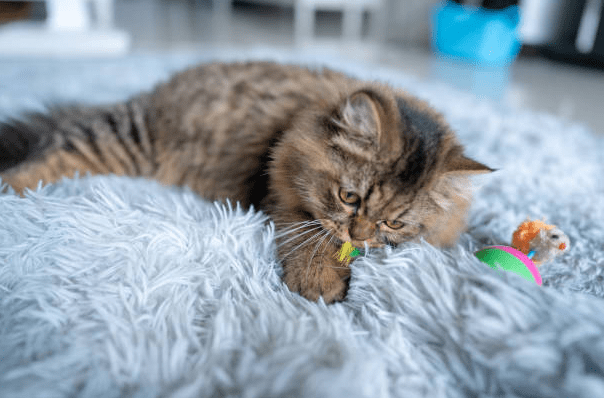 Grey Persian Kitten Diet