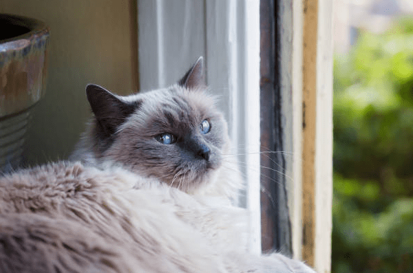 Grey Ragdoll Cat