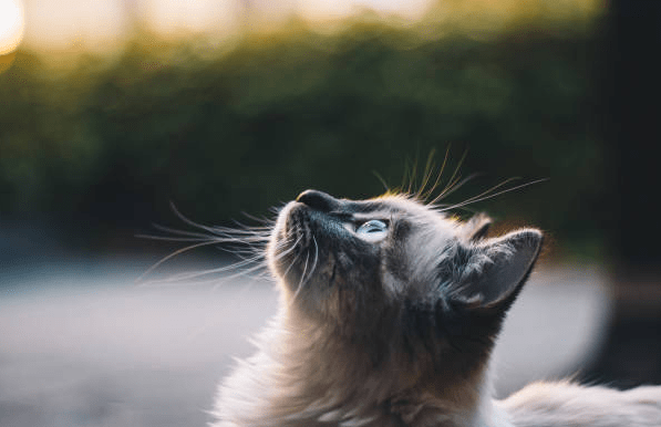 Grey Ragdoll Cat kitten diet