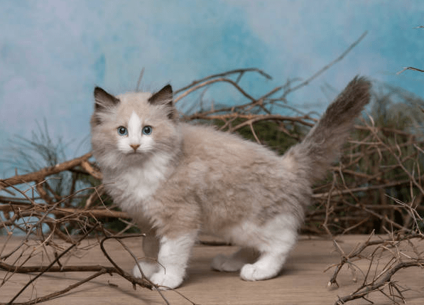 Grey Ragdoll Cat kitten