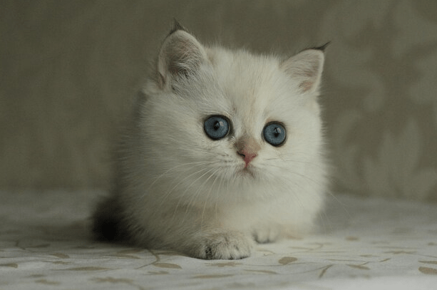 Munchkin Ragdoll Cat Kitten