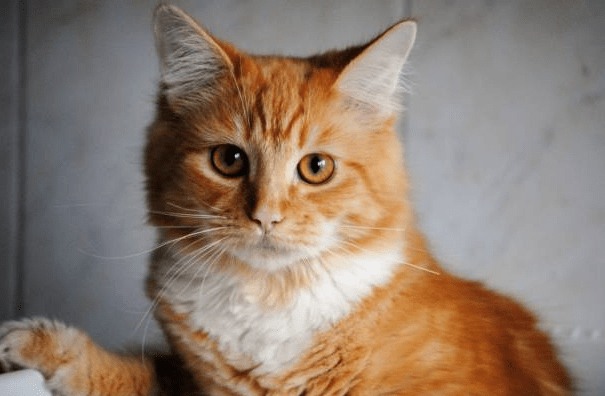 Orange Ragdoll Cat Kitten