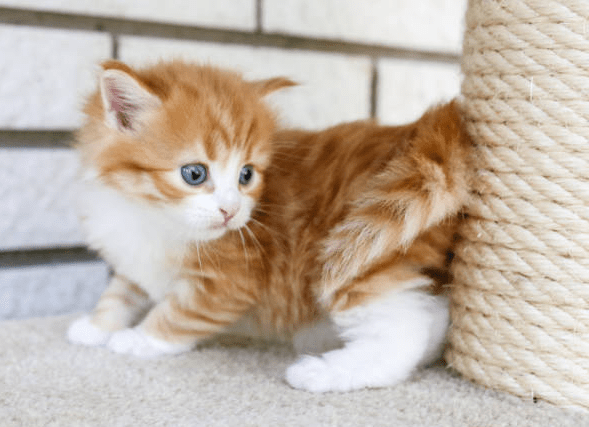 Orange Ragdoll Cat kitten