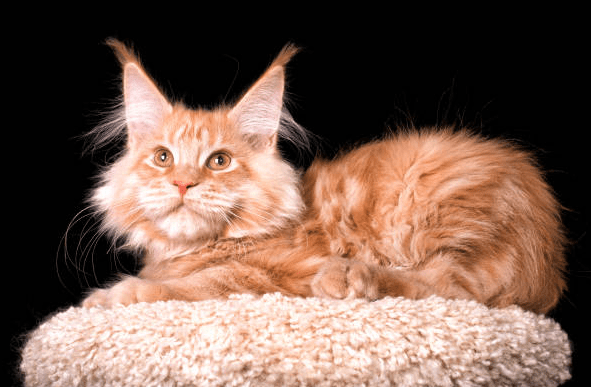 Orange Ragdoll Cat