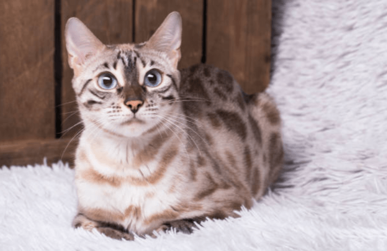 Silver Bengal Cat Appearance