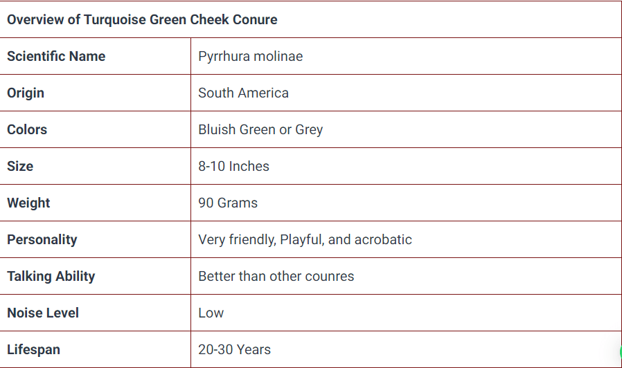 Turquoise Green Cheek Conure 