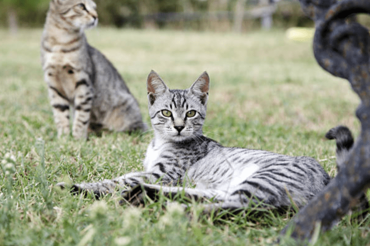 Grey Bengal Cat