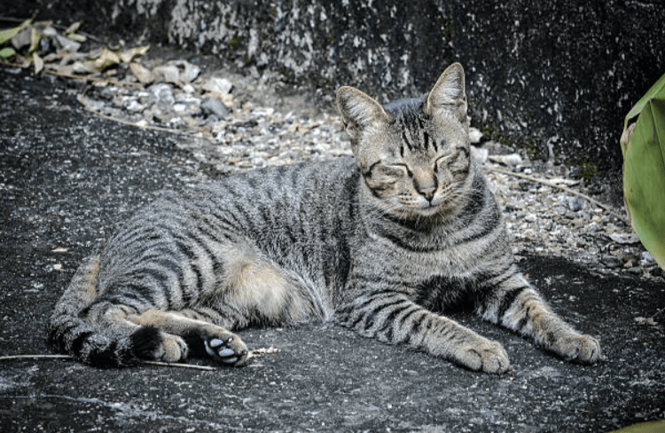 Grey Bengal Cat