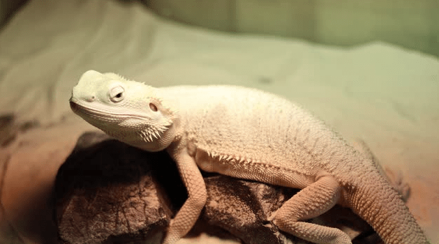 albino bearded dragon