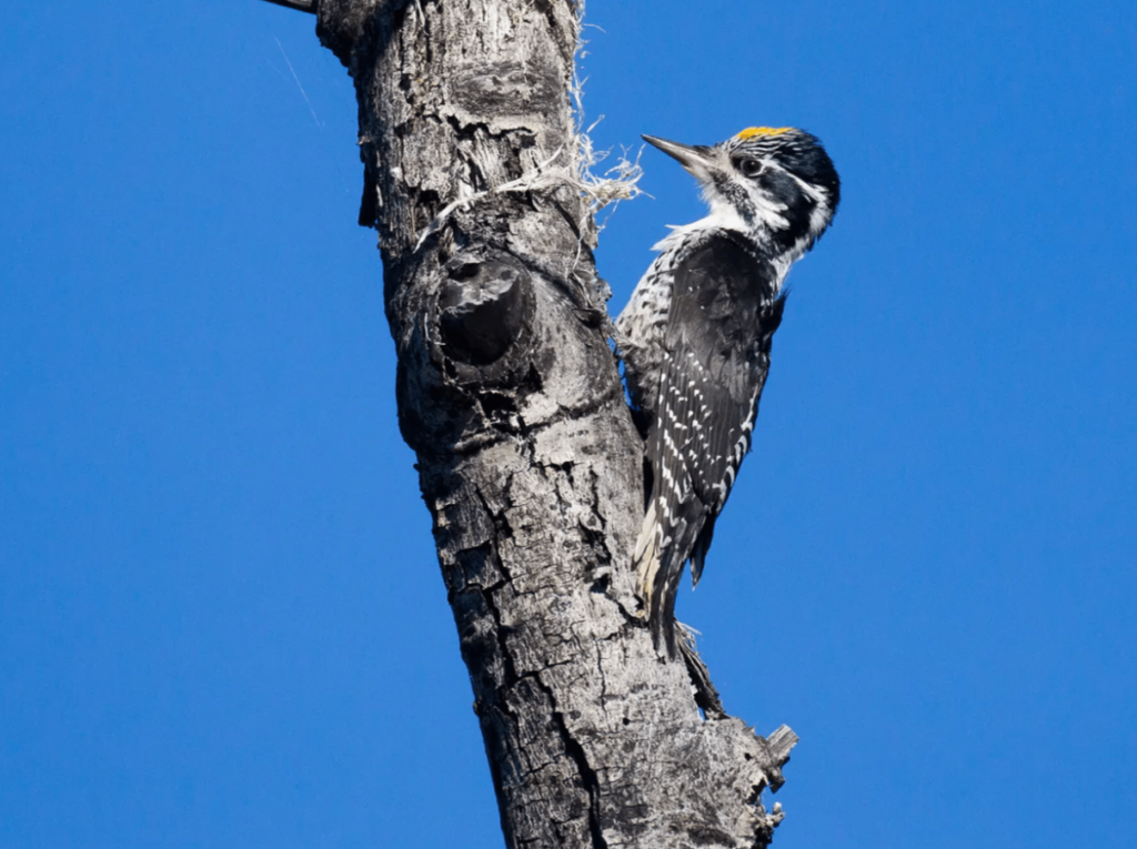 Woodpeckers In Wisconsin