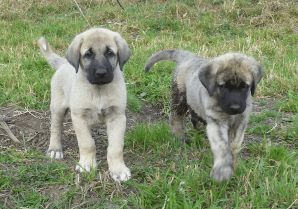 anatolian shepherd puppies
