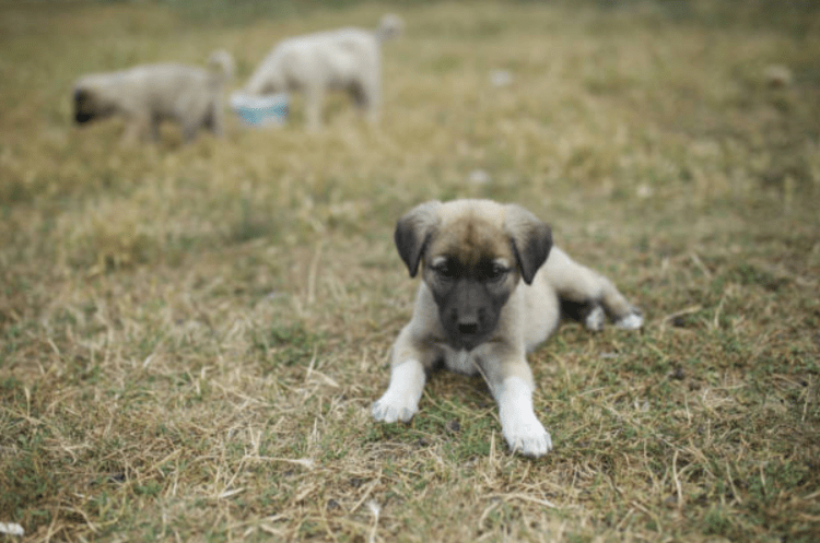anatolian shepherd puppies