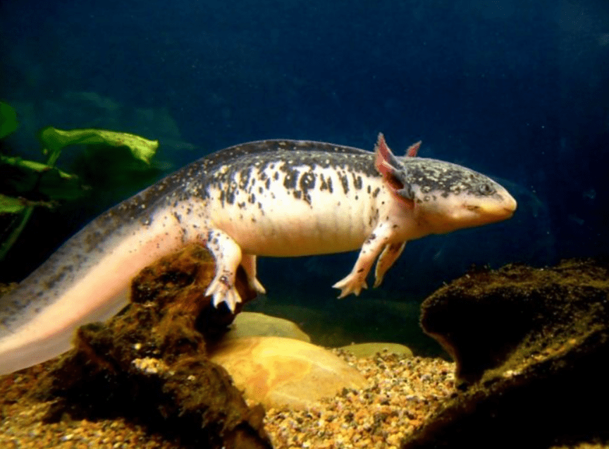 Axolotl Piebald