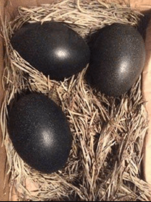 Ayam Cemani Chicken Eggs
