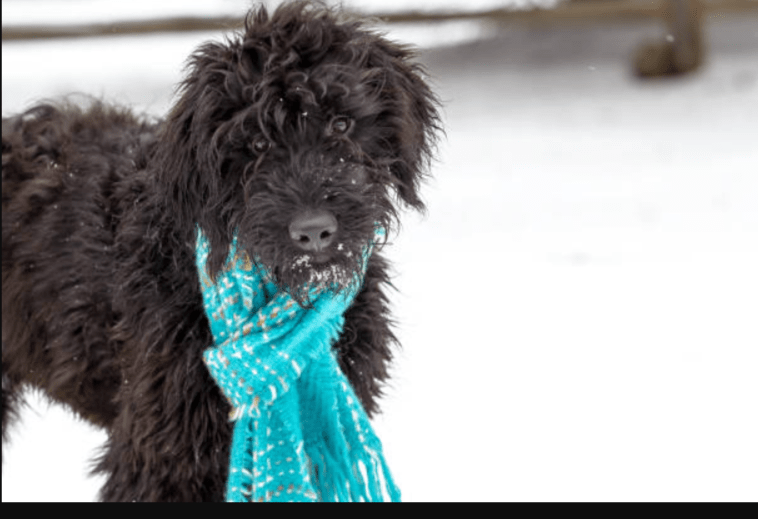 Black Goldendoodle Puppy Dog Breed Information