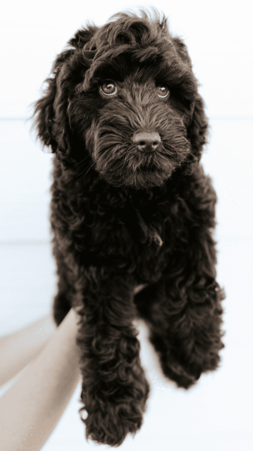 Black Goldendoodle Puppy Dog Breed Information