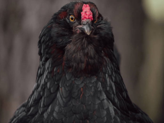 Black Orpington Chicken