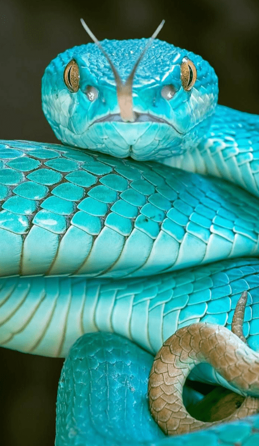 Blue Corn Snake