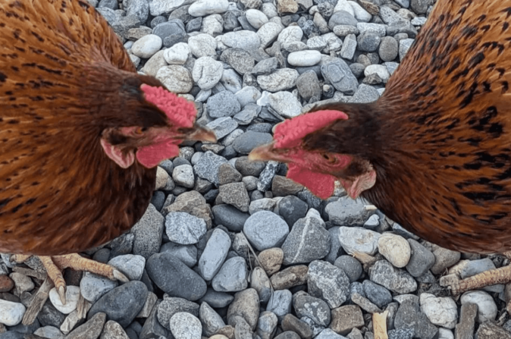 Cinnamon Queen Chicken Breed Complete Guide for 2024
