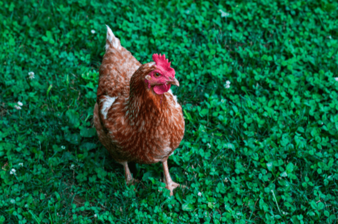 Cinnamon Queen Chicken Breed Complete Guide for 2024