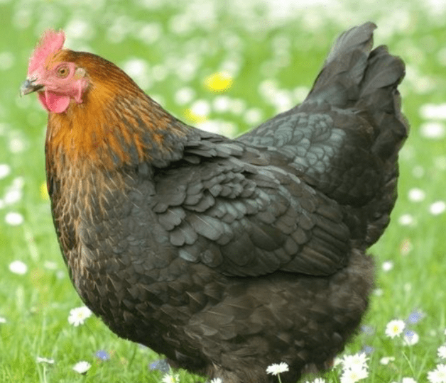 Dominant Copper Chicken