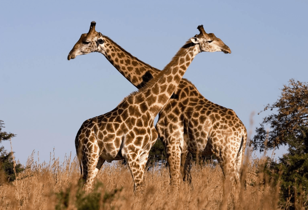 Long Neck Animals