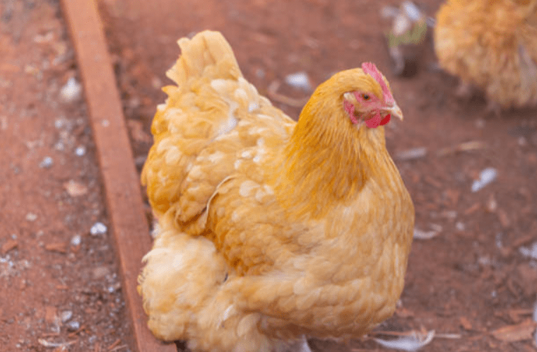 Gold Sexlink Chicken