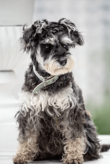 Newfiedoodle Dog Breed: Information You Need To Know!