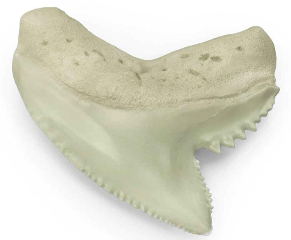 Tiger Shark Tooth