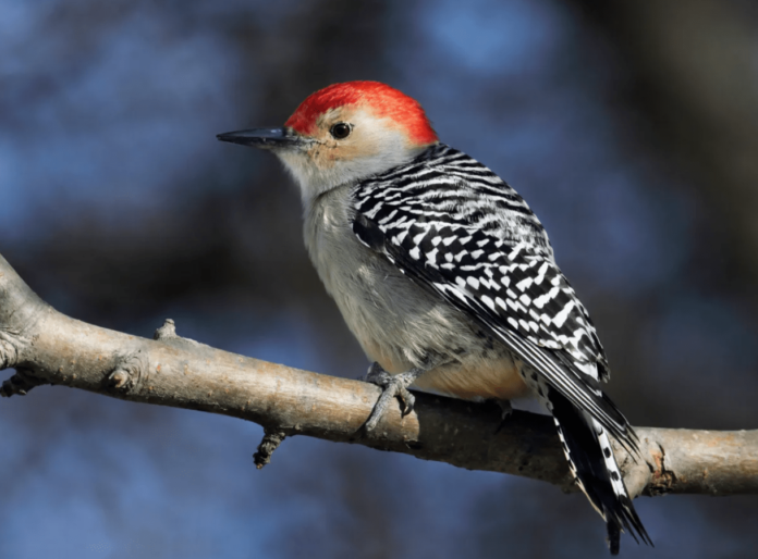 Woodpeckers In Wisconsin