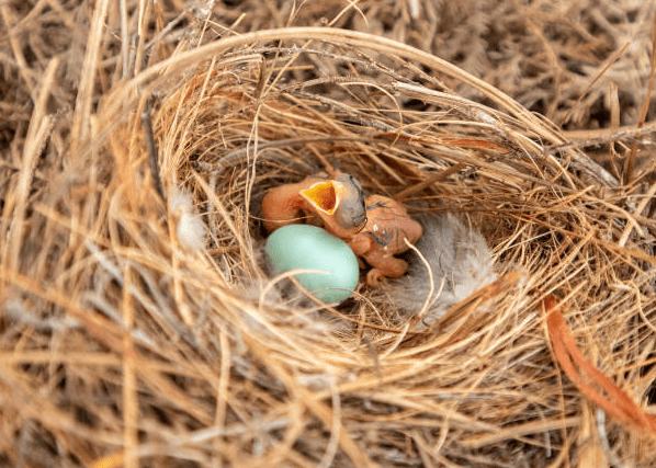 birds that lay blue eggs