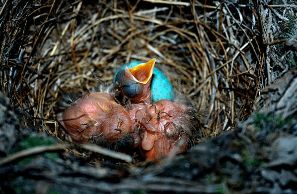 birds that lay blue eggs