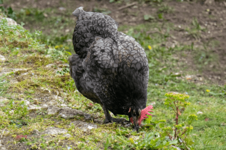 Blue Australorp Chicken