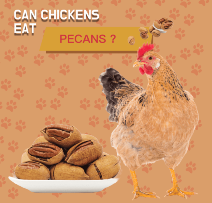 Can chickens eat pecans