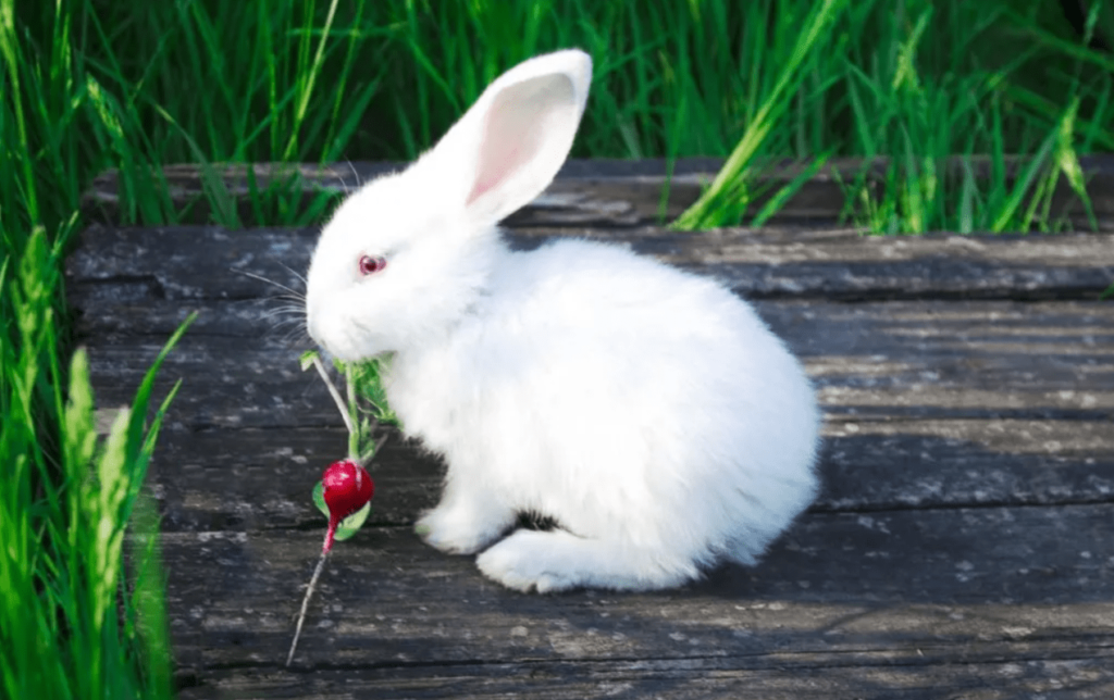 Can Rabbits Eat Radishes